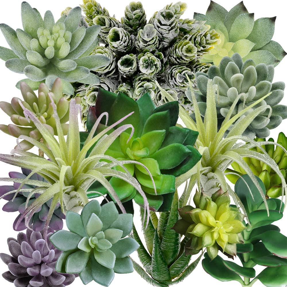 Set di 15 Piante Succulente Ar - String Of Pearls Plant recensione e prezzo