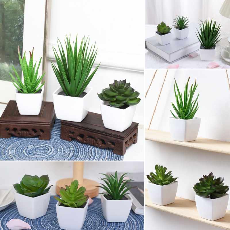 (U set di 3 pezzi) Mini piante - String Of Pearls Plant recensione e prezzo